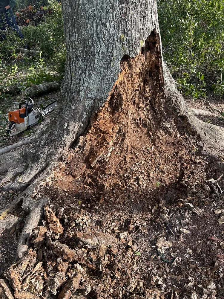 Expert residential landscaping in Palm Beach Gardens, FL by Stump It