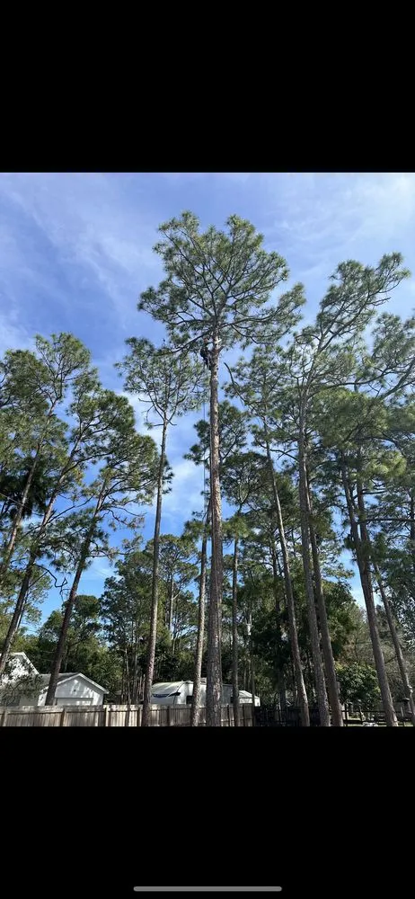 Professional lawn care service for outdoor upgrades across Palm Beach Gardens, FL - Stump It