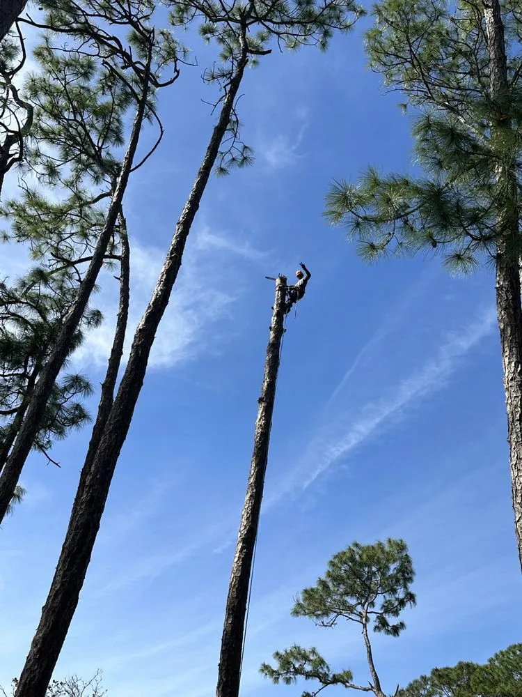 Professional residential landscaping in Palm Beach Gardens, FL by Stump It