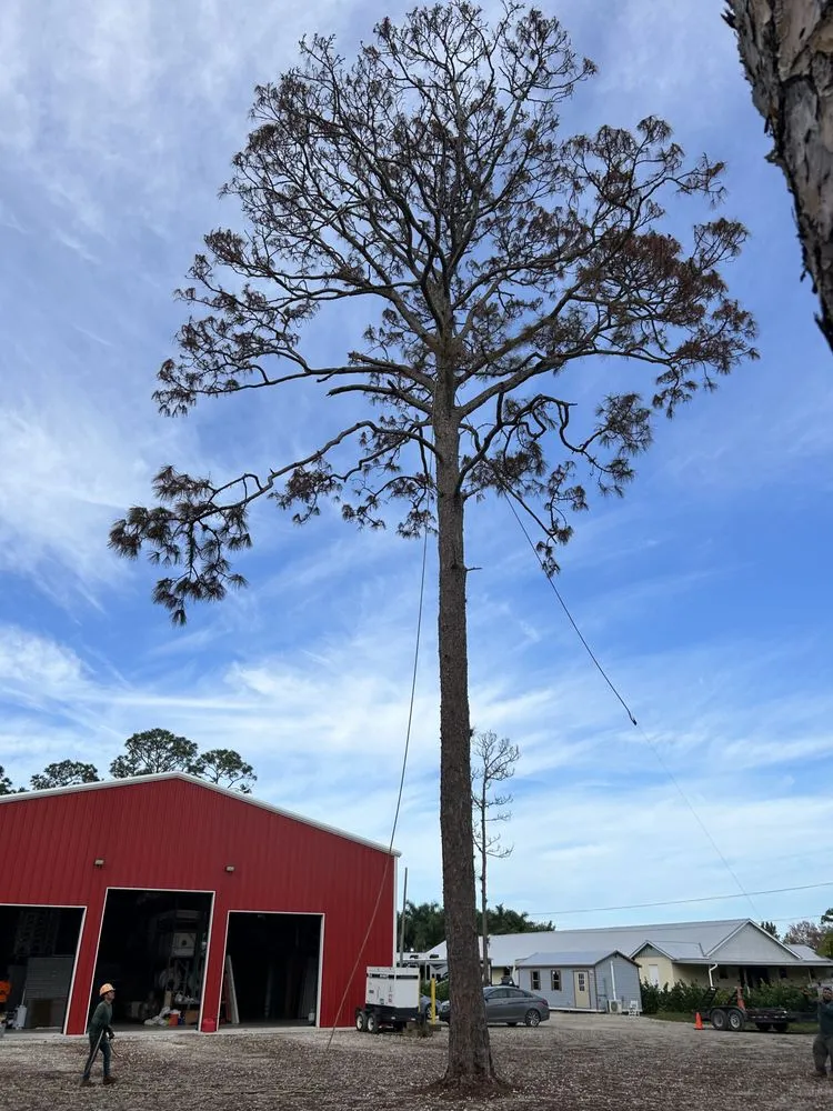 Expert lawn care service for beautiful yards in Palm Beach Gardens, FL by Stump It