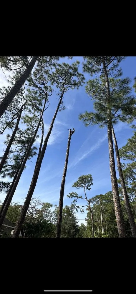 Custom yard cleanup service in Palm Beach Gardens, FL by Stump It