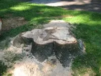 Top-rated lawn care service in Wayne, PA - Stump Munchers