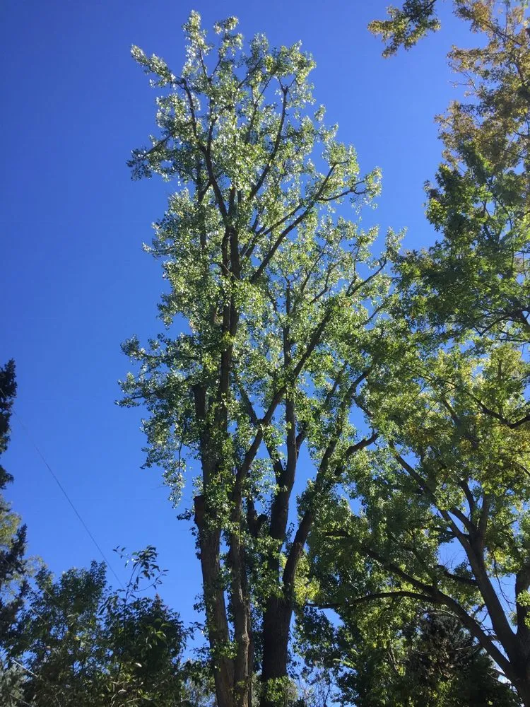 Custom landscape installation experts serving Aurora, CO - Stump Removal & Daughter