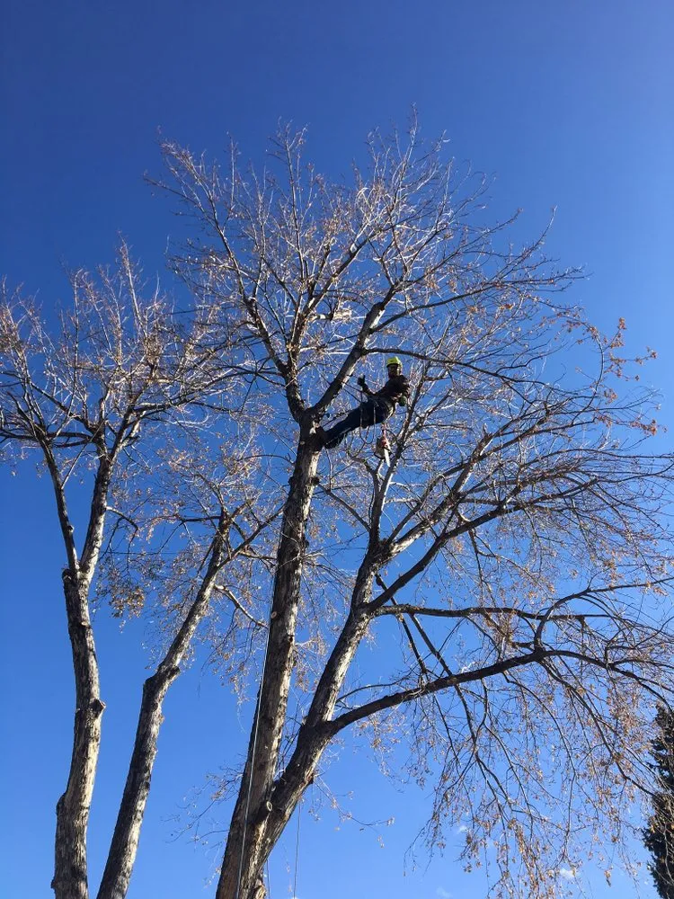 Reliable landscaping services experts serving Aurora, CO - Stump Removal & Daughter