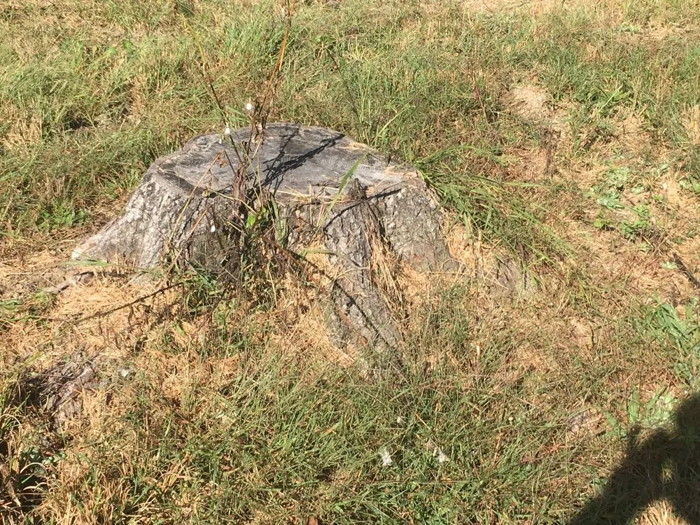 Affordable lawn care service near you across Little Rock, AR - Stump Solutions of Arkansas