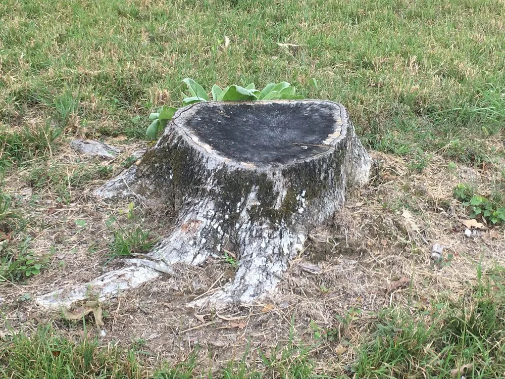 Local landscape installation for year-round maintenance across Little Rock, AR - Stump Solutions of Arkansas