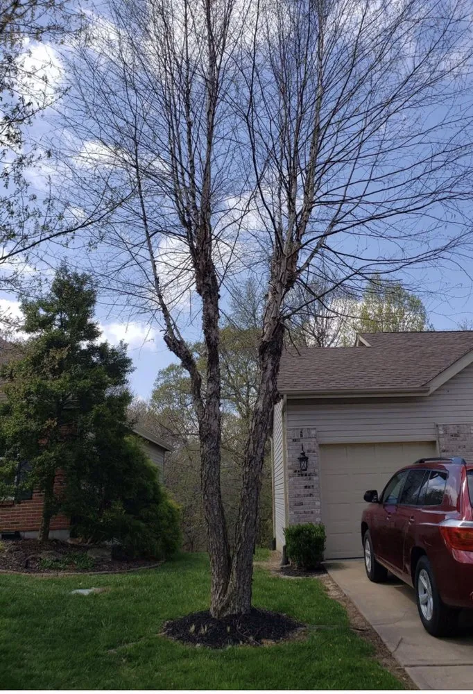 Professional landscaping services for year-round maintenance in Pacific, MO by StumpsOut