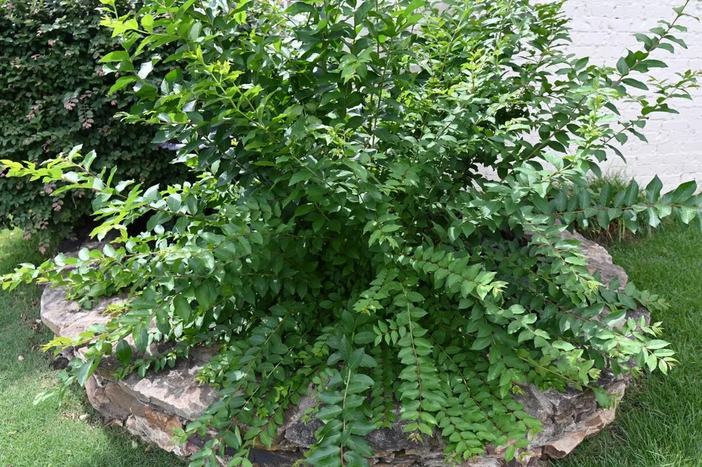 Expert lawn care service for beautiful yards in Germantown, TN by Stumpty Dumpty Stump Removal