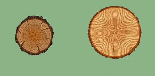 Expert yard cleanup service in Germantown, TN by Stumpty Dumpty Stump Removal