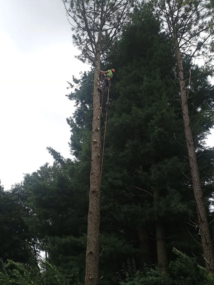 Local yard cleanup service for outdoor upgrades in Brownwood, TX by Stumpy's Landscaping &Tree Service