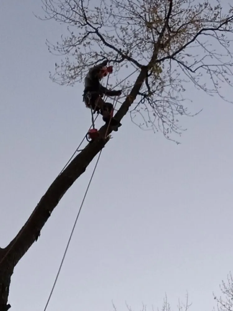 Top-rated landscape design for outdoor upgrades in Brownwood, TX by Stumpy's Landscaping &Tree Service