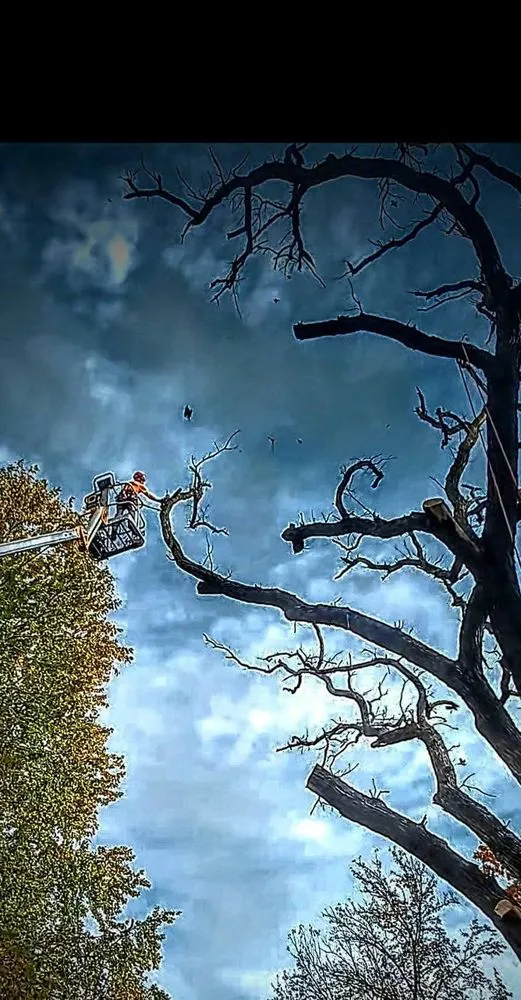 Trusted outdoor landscaping for year-round maintenance in Brownwood, TX by Stumpy's Landscaping &Tree Service