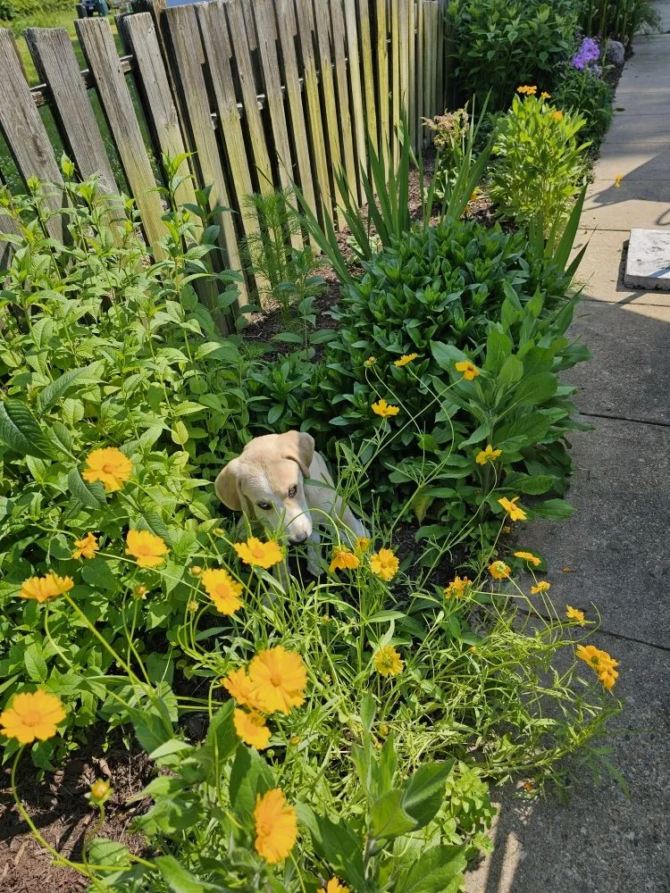 Top-rated landscape design in Henrico, VA - Sturgis Botanical Landscaping