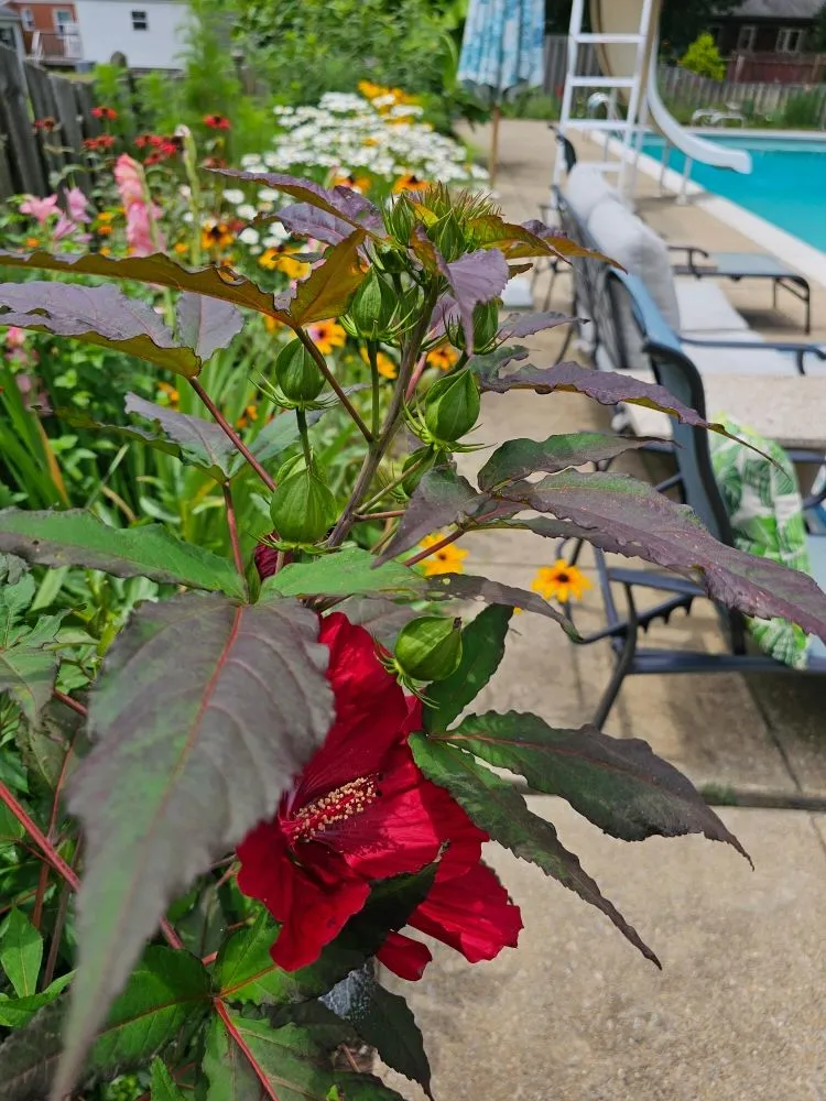 Affordable residential landscaping in Henrico, VA by Sturgis Botanical Landscaping