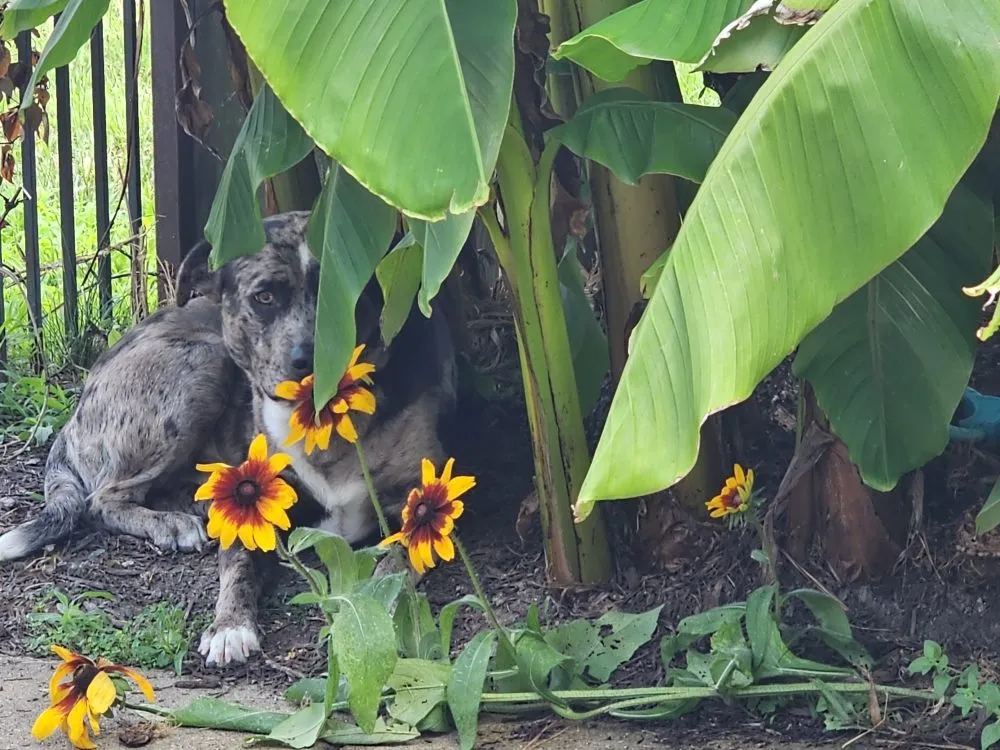 Top-rated lawn care service with custom design across Henrico, VA - Sturgis Botanical Landscaping