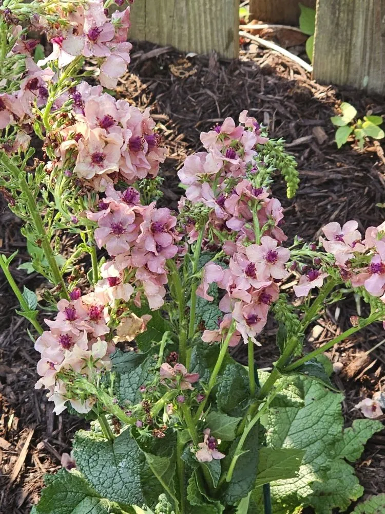 Affordable yard maintenance for residential properties in Henrico, VA by Sturgis Botanical Landscaping