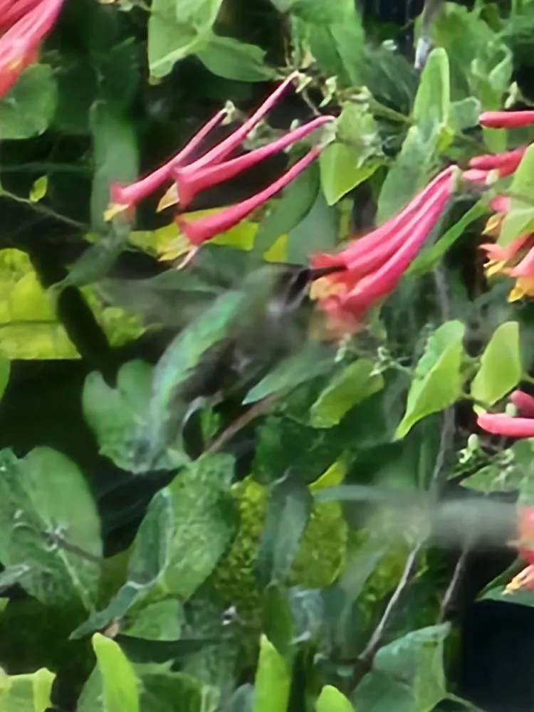 Professional landscape design for residential properties across Henrico, VA - Sturgis Botanical Landscaping