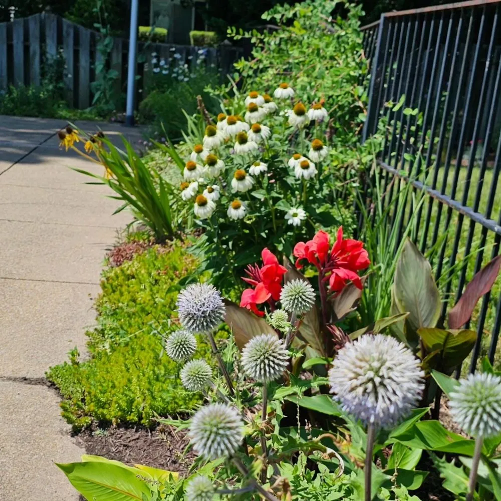 Local landscape installation for homes in Henrico, VA by Sturgis Botanical Landscaping