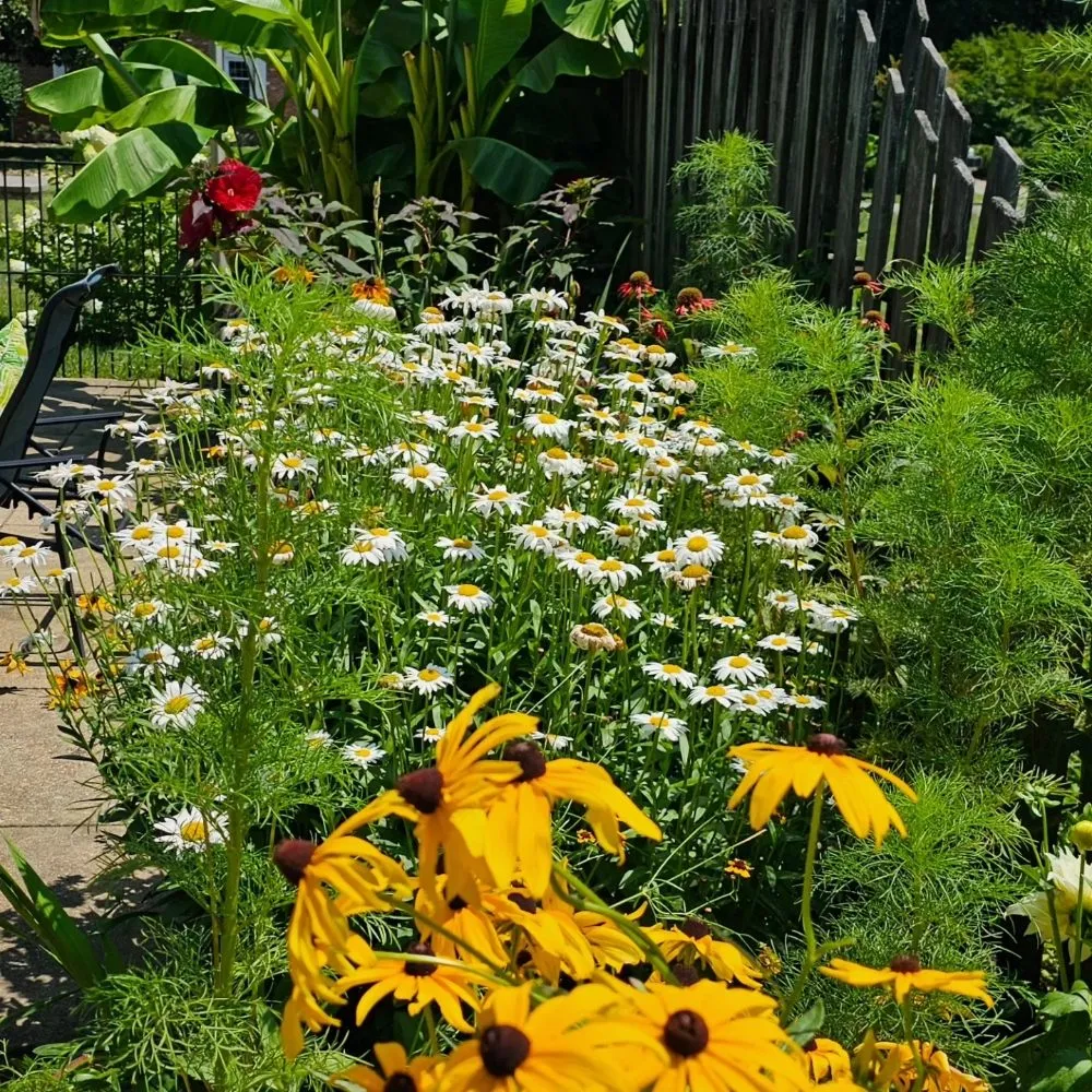 Trusted lawn mowing service for residential properties across Henrico, VA - Sturgis Botanical Landscaping