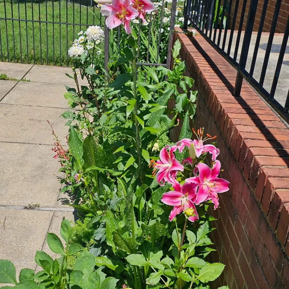 Professional landscape design in Henrico, VA by Sturgis Botanical Landscaping