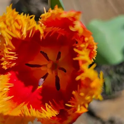 Sturgis Botanical Landscaping Logo