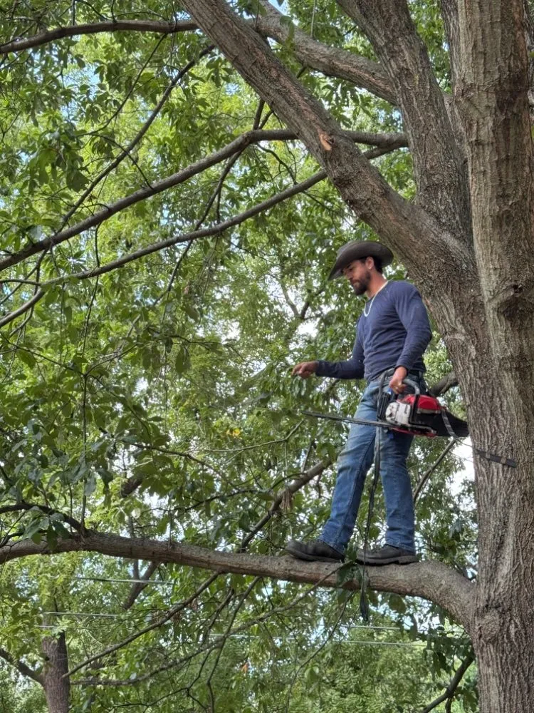 Trusted lawn care service in Kansas City, MO by STZ Landscaping & Lawn & General Labor