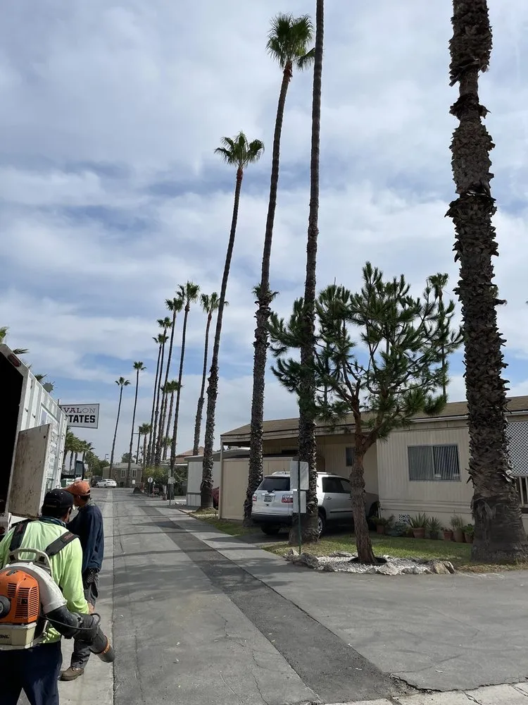 Trusted lawn care service for beautiful yards across Carson, CA - Suarez Landscaping