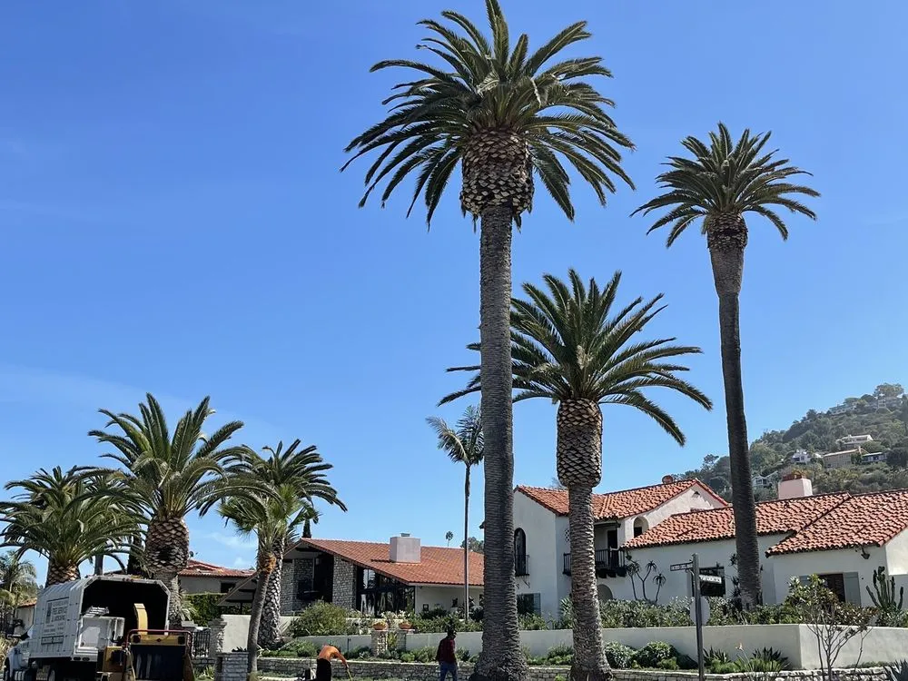 Top-rated lawn mowing service in Carson, CA by Suarez Landscaping