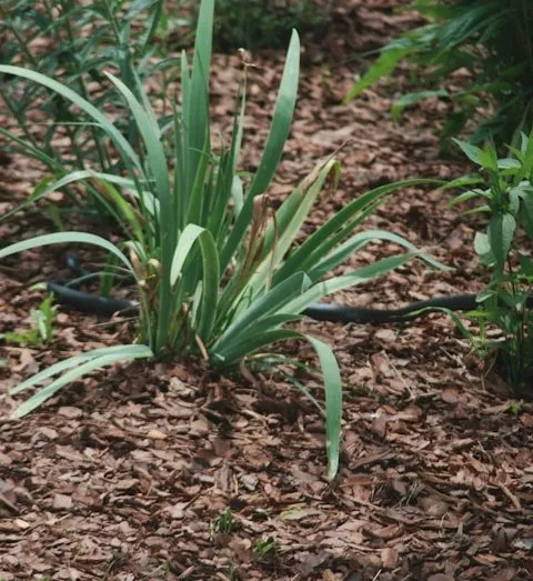 Professional outdoor landscaping experts serving North Charleston, SC - Suarez Pinestraw