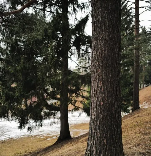 Reliable yard maintenance for year-round maintenance in North Charleston, SC by Suarez Pinestraw