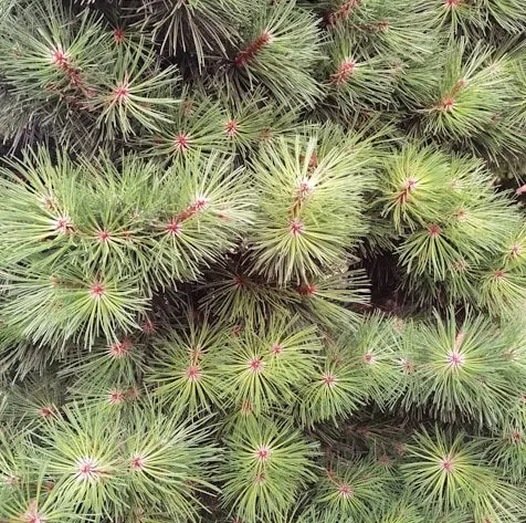 Expert residential landscaping for outdoor upgrades in North Charleston, SC by Suarez Pinestraw