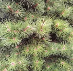 Professional yard maintenance in North Charleston, SC by Suarez Pinestraw