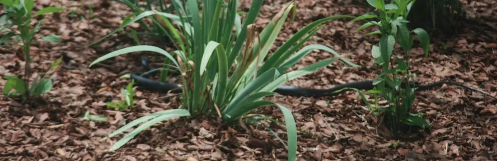Local lawn mowing service for year-round maintenance across North Charleston, SC - Suarez Pinestraw