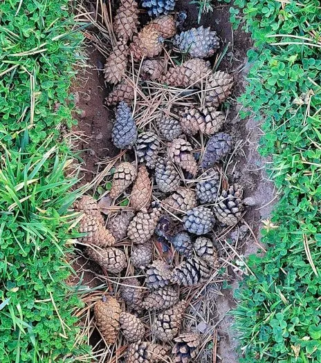 Top-rated yard cleanup service in North Charleston, SC - Suarez Pinestraw