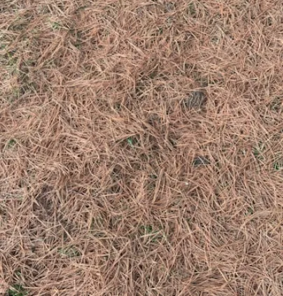 Affordable lawn mowing service for beautiful yards across North Charleston, SC - Suarez Pinestraw