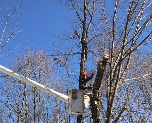 Subby Tree & Landscape Services
