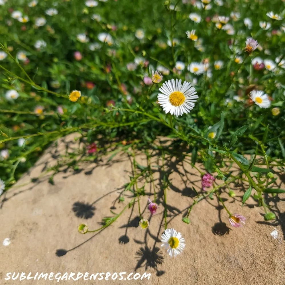 Local landscape installation experts serving Santa Barbara, CA - Sublime Gardens