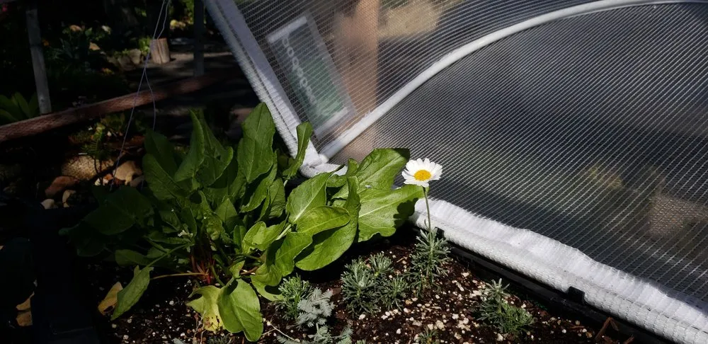 Reliable residential landscaping for residential properties in Santa Barbara, CA by Sublime Gardens