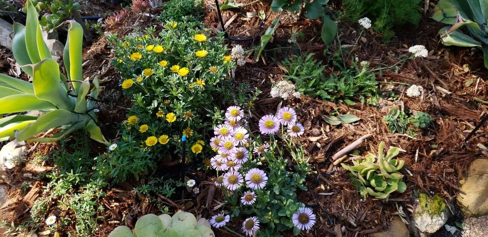 Reliable outdoor landscaping in Santa Barbara, CA - Sublime Gardens