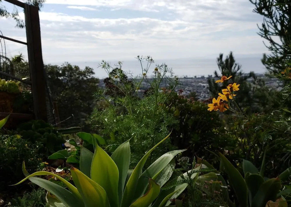 Affordable lawn care service for residential properties across Santa Barbara, CA - Sublime Gardens