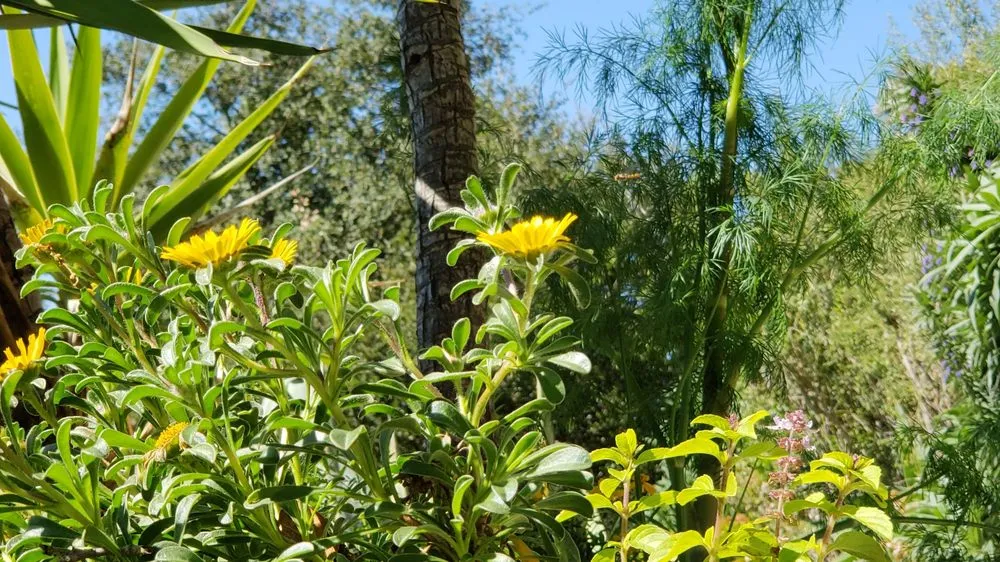 Reliable garden landscaping for homes across Santa Barbara, CA - Sublime Gardens