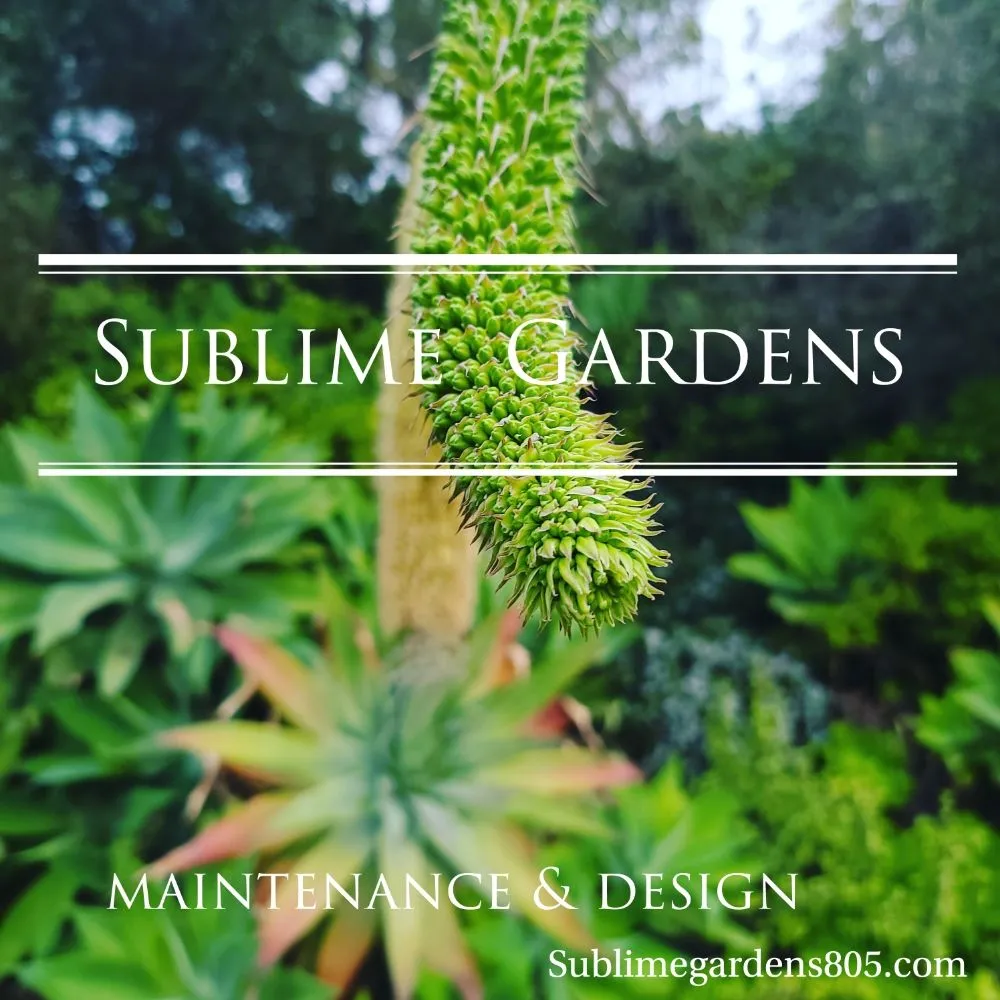 Professional lawn mowing service in Santa Barbara, CA - Sublime Gardens