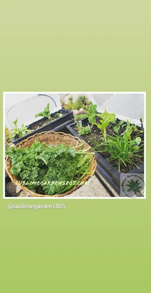 Professional landscape installation for year-round maintenance in Santa Barbara, CA by Sublime Gardens