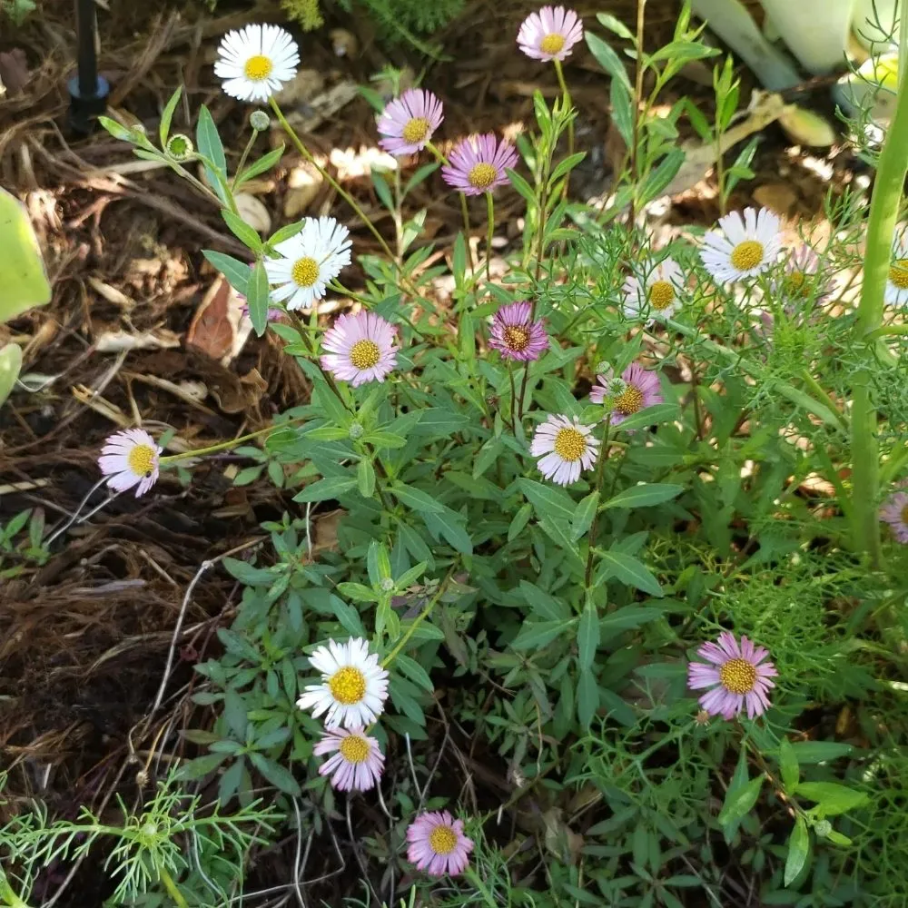 Affordable lawn mowing service for beautiful yards in Santa Barbara, CA by Sublime Gardens