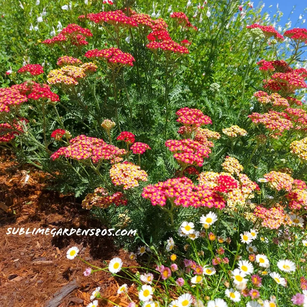 Professional landscape design with custom design across Santa Barbara, CA - Sublime Gardens