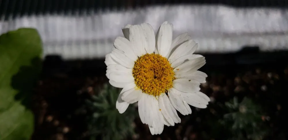 Reliable garden landscaping near you in Santa Barbara, CA by Sublime Gardens