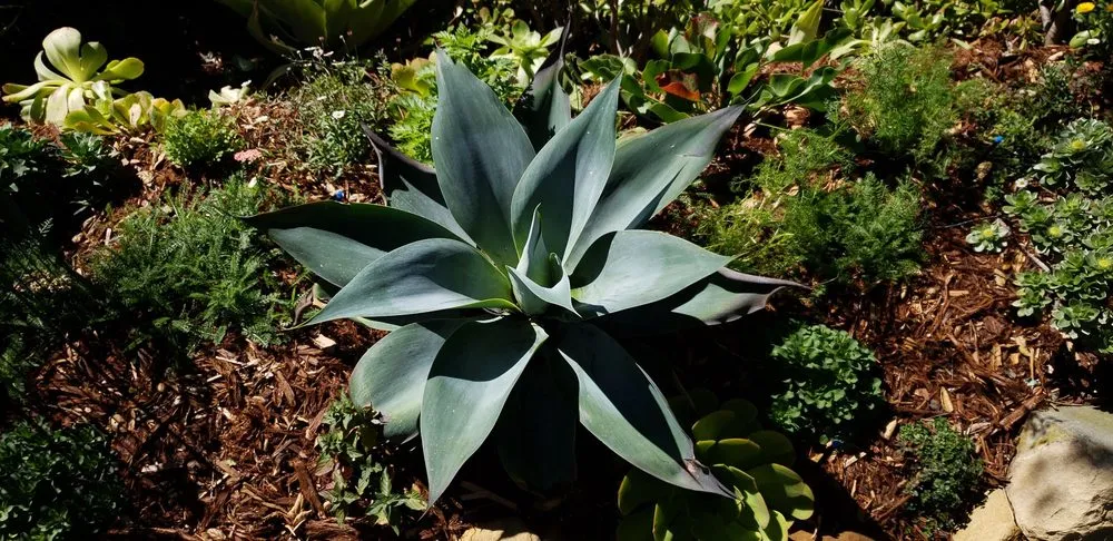 Local lawn care service for residential properties in Santa Barbara, CA by Sublime Gardens