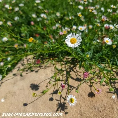 Sublime Gardens Logo