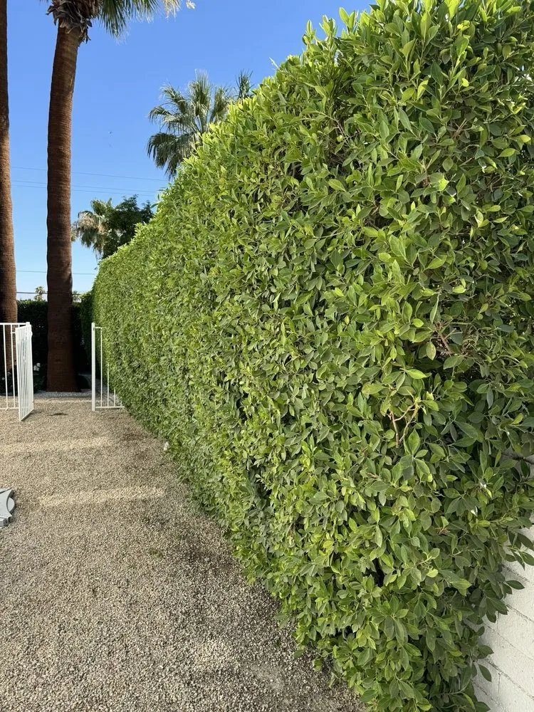 Reliable residential landscaping in Indio, CA - Sublime Landscape and Maintenance