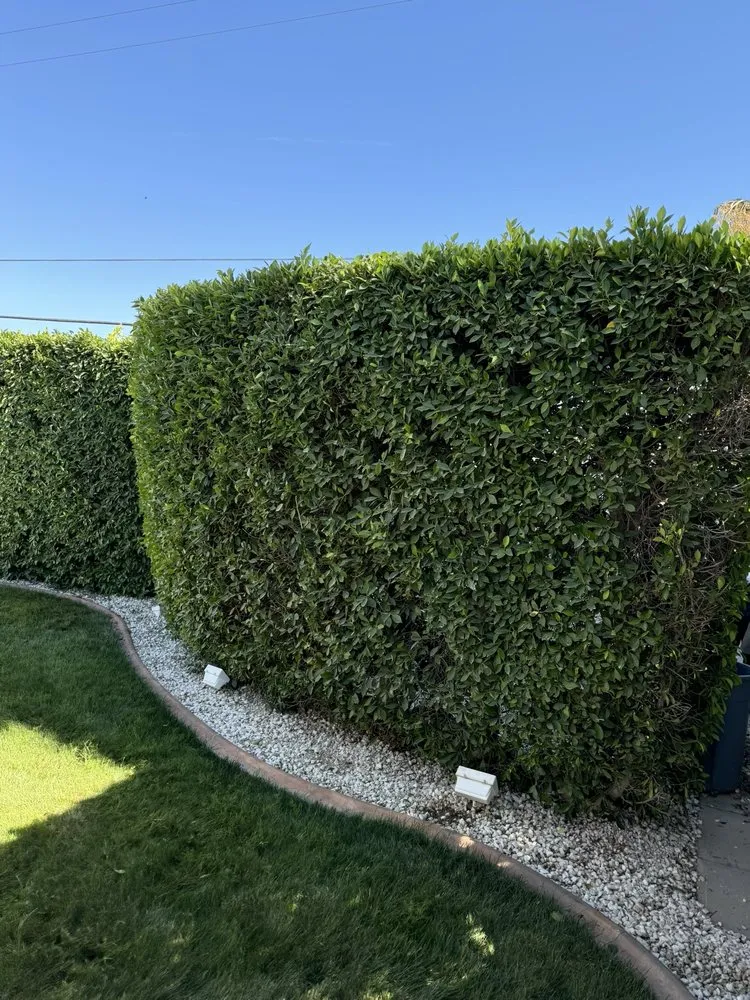 Custom lawn mowing service in Indio, CA - Sublime Landscape and Maintenance